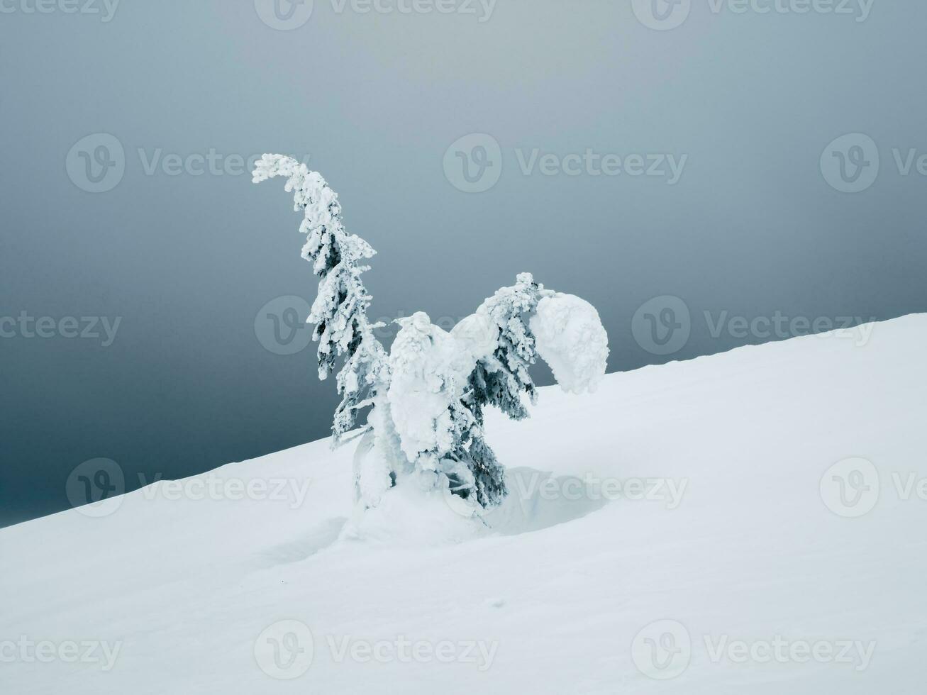 Magical bizarre silhouette of fir tree are plastered with snow at dark gray sky background. Arctic harsh nature. Mystical fairy tale at the winter mountain. Snow covered Christmas fir on mountainside photo