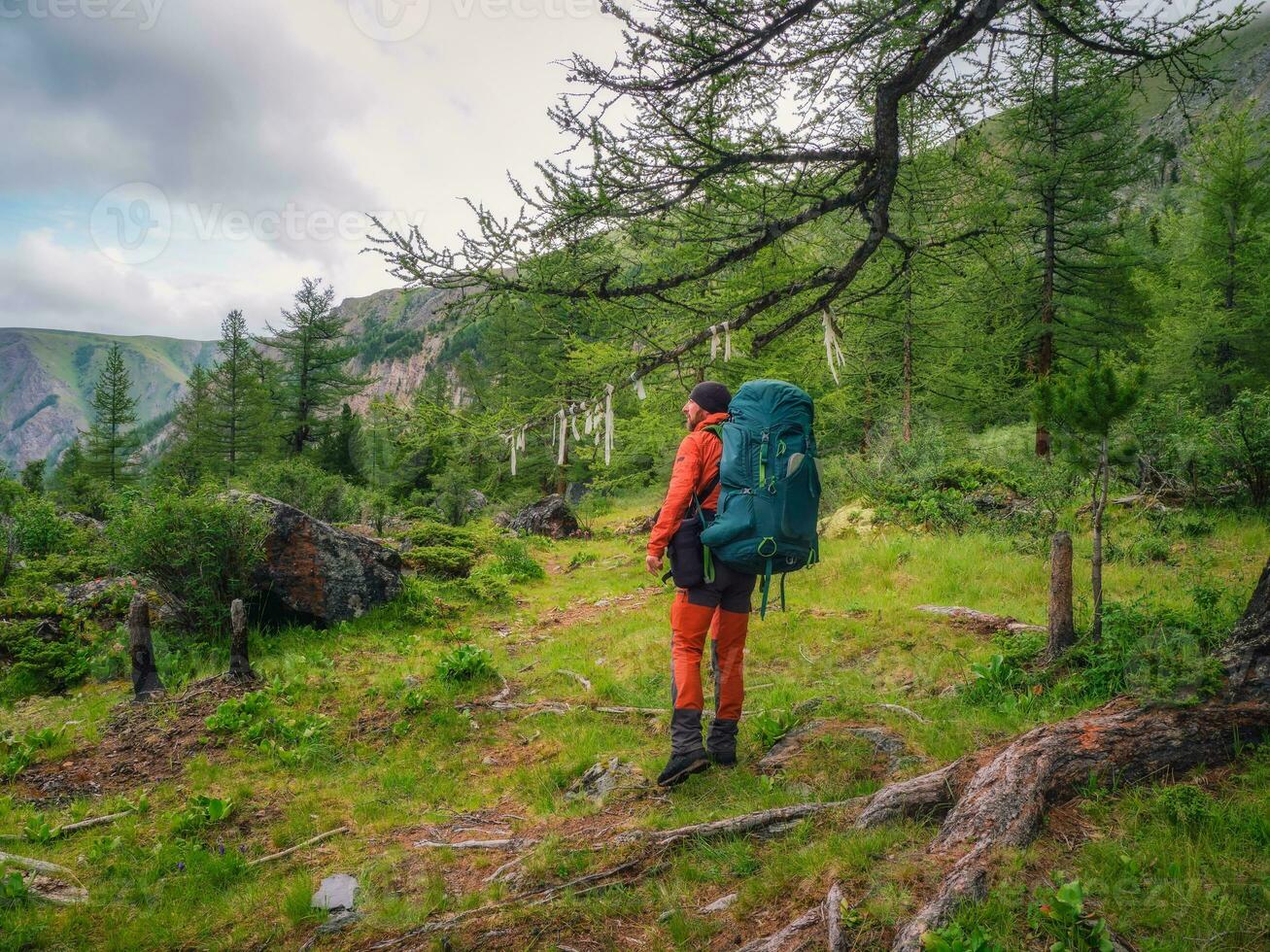 Happy male tourist with a large backpack in a green mountain forest passes by a large tree with symbolic ribbons. photo