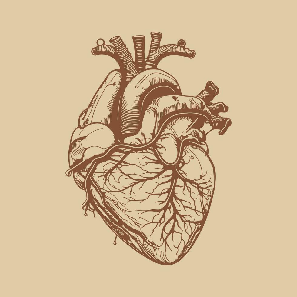 Human heart with veins and arteries. Vector illustration in vintage style.