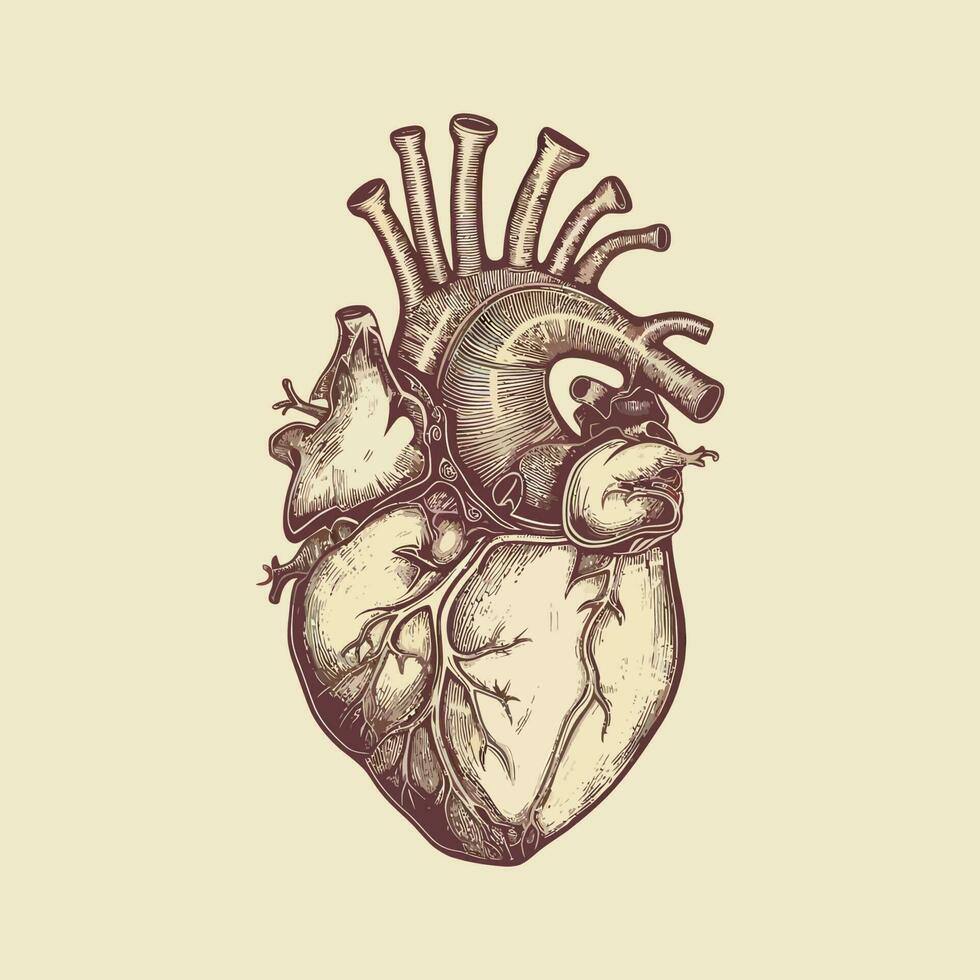 Human heart with veins and arteries. Vector illustration in vintage style.