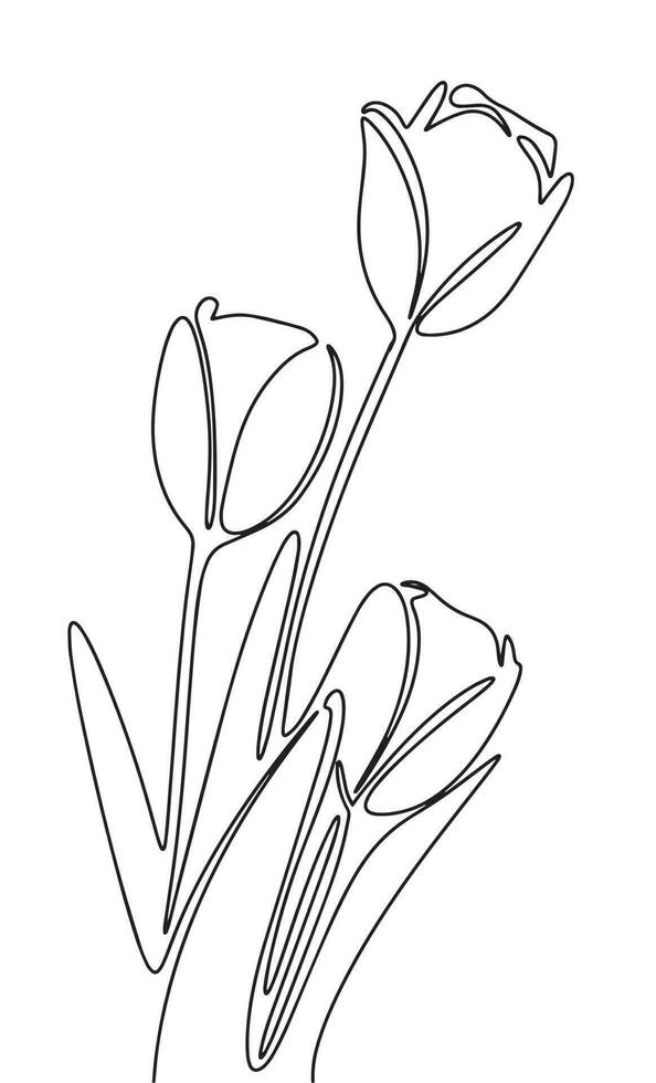 Three tulips isolated on white background. Hand drawn one line continuous flowers vector illustraiton. Line art spring concept with tulip, outline flowers.