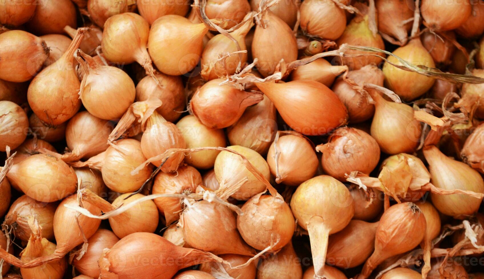 cebolla siembra en un caja, un lote de cebollas, natural fondo, cebollas para plantando, primavera plántulas, cebolla cáscaras foto