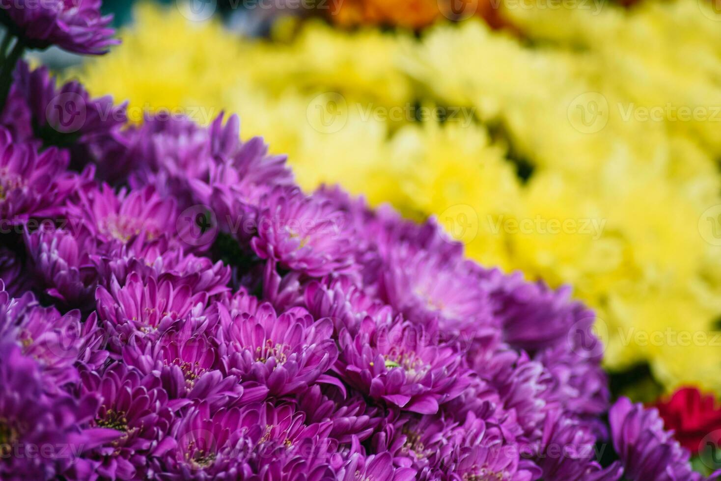 The backdrop of the colorful flowers photo