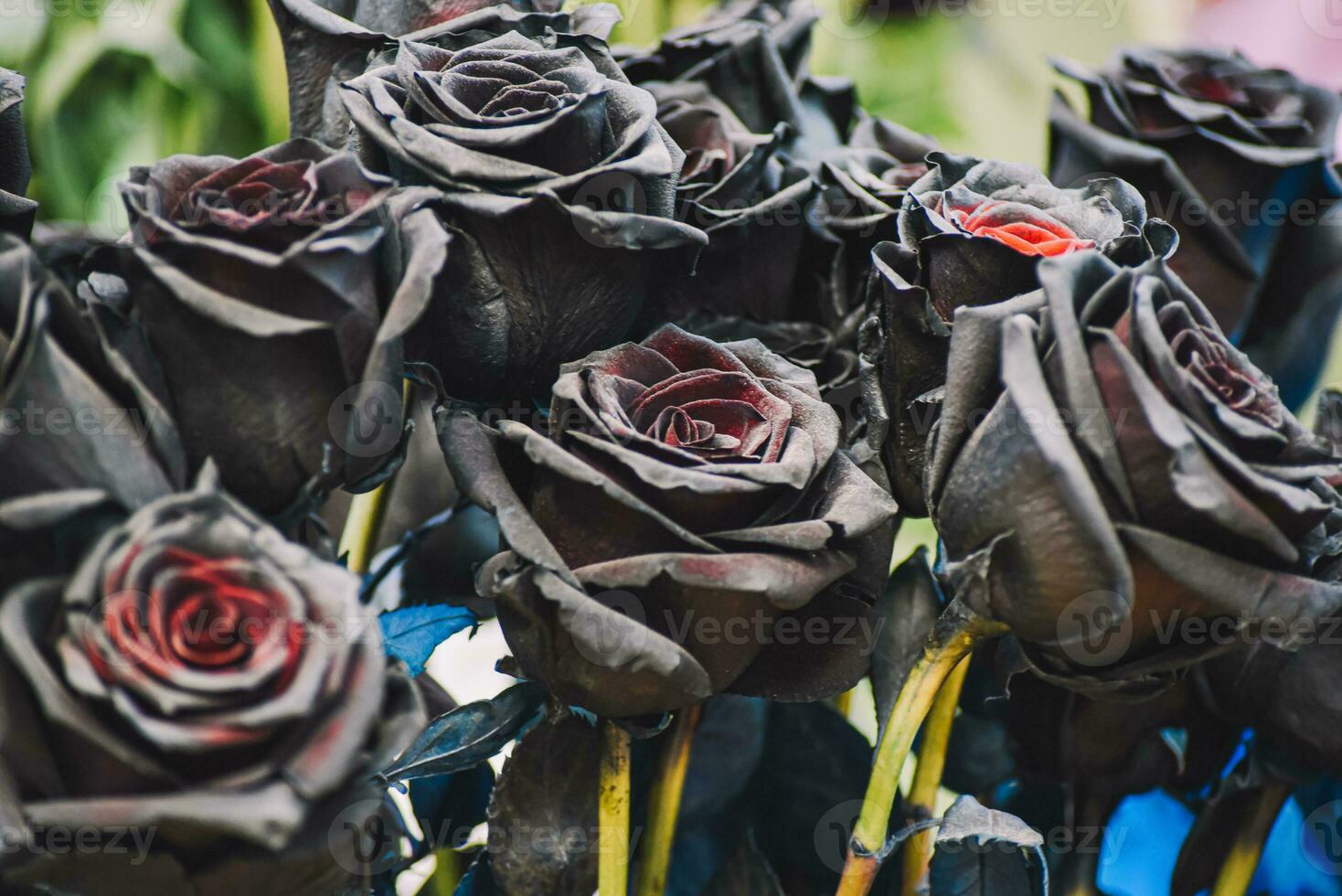 The backdrop of the dark black rose photo