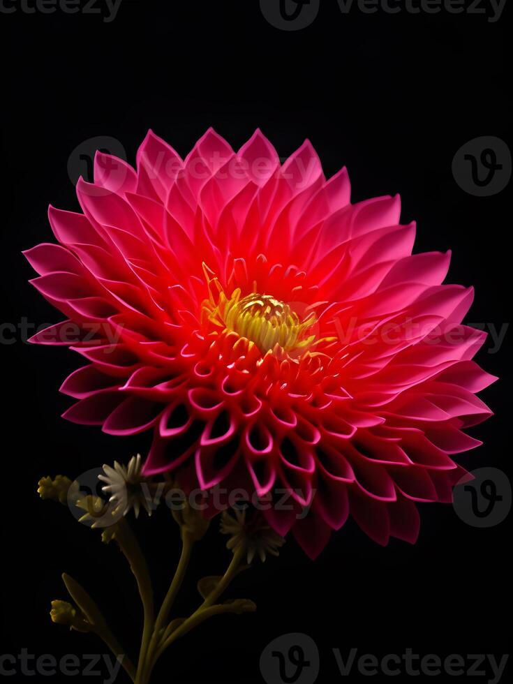 Illustration of a Chrysanthemum in black background. photo