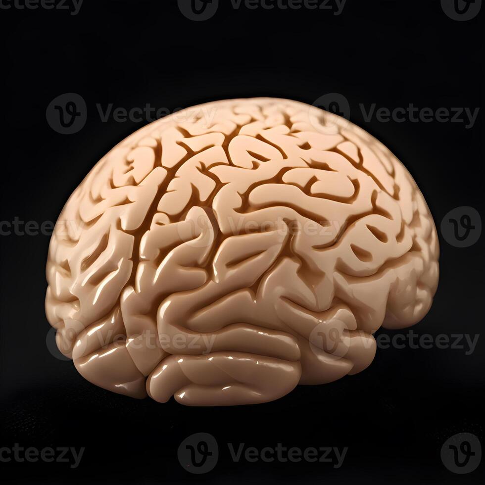 Human brain model isolated on black. photo