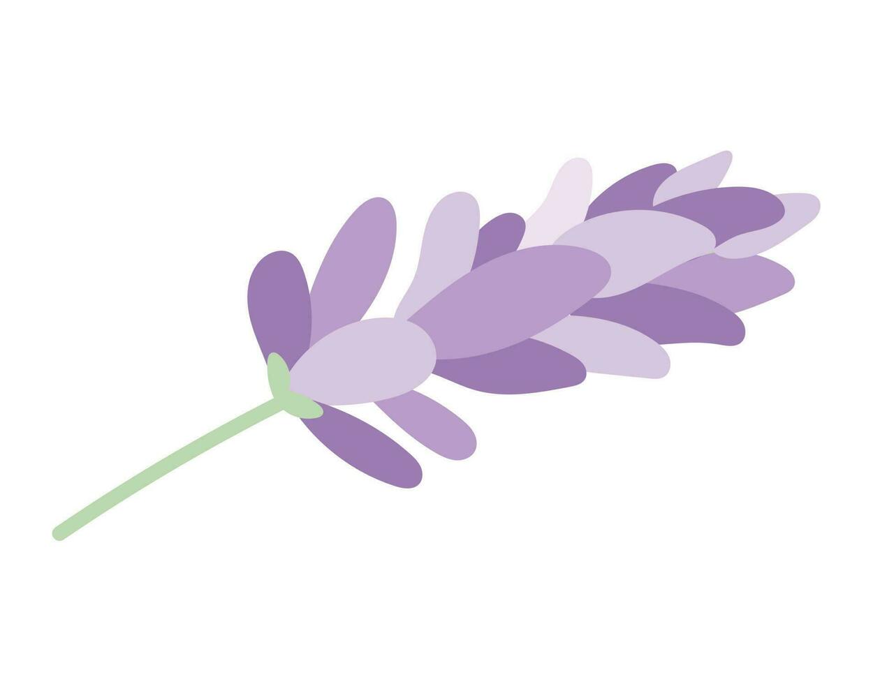 Vector isolated sprig of lavender or lilac with petals in flat style.