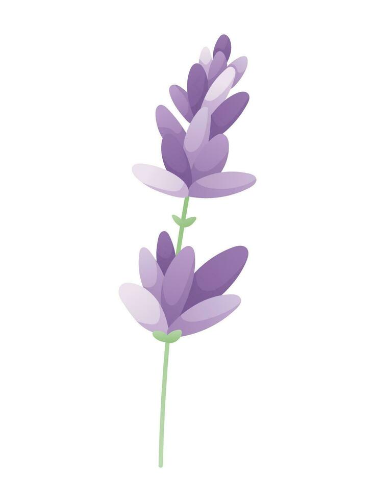 Branch of purple field lavender. Vector tender isolated flat illustration of a flower with petals.