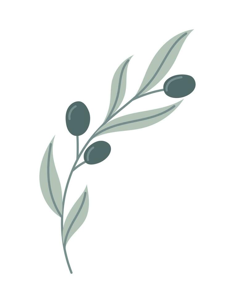 Vector isolated Olive branch with berries and leaves in flat style.