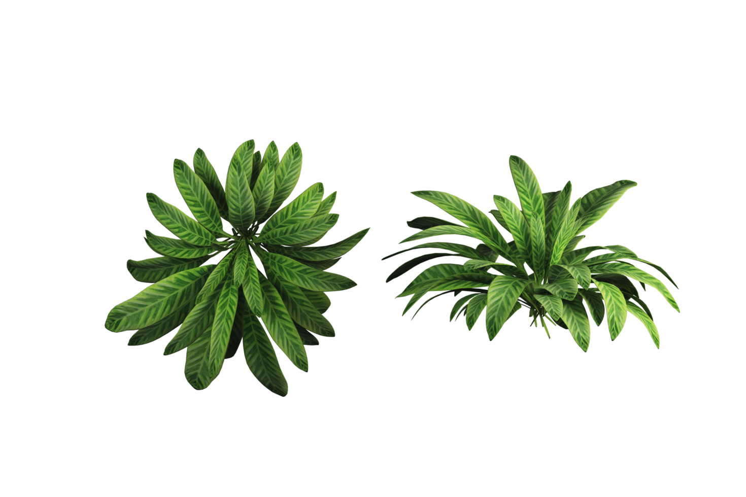 tropical tree isolated and bush for decoration png