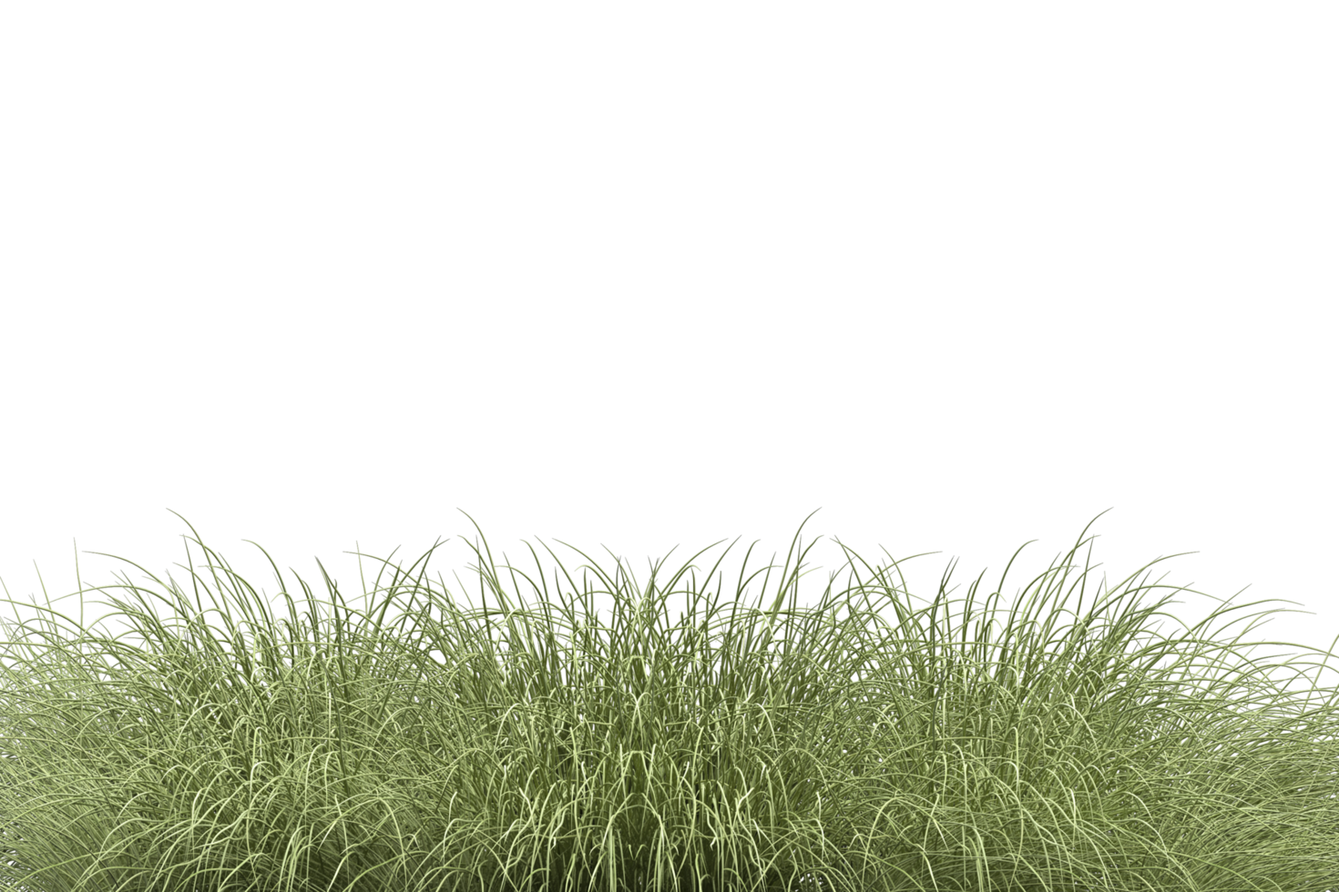tropical tree isolated and bush for decoration png