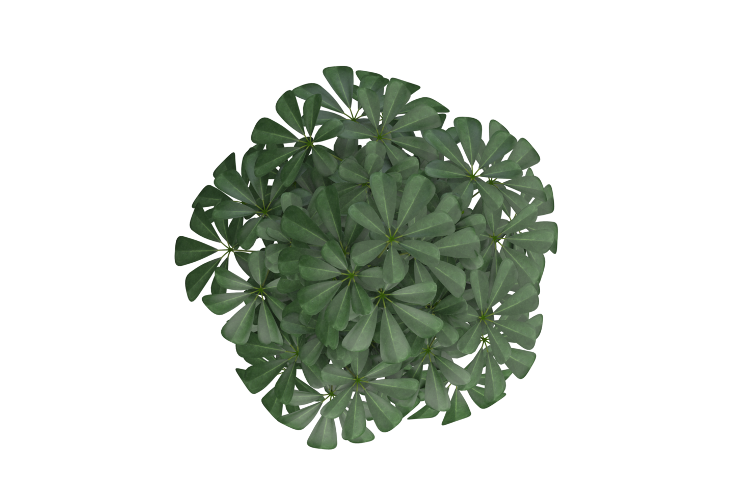 tropical tree isolated and bush for decoration png