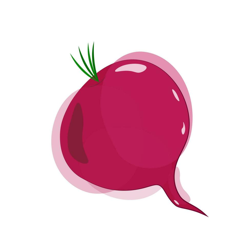 Whole purple beets in watercolor style with highlights and shadows. Vector. Isolated vector