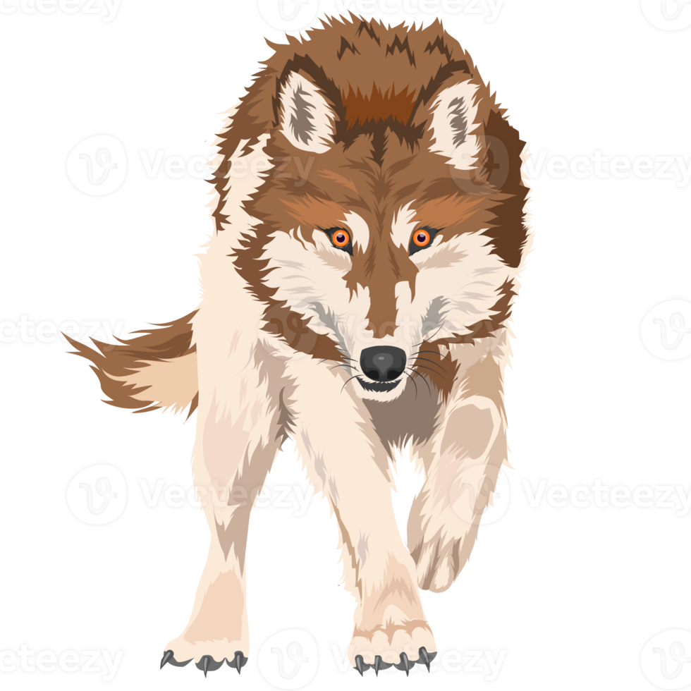 Loup sauvage chien png