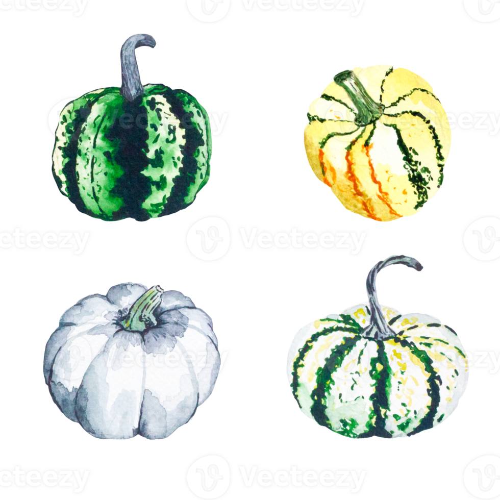 Pumpkins. Watercolor illustration of bright pumpkins. Illustration with vegetables. Isolated image. Suitable for cards, invitations, banners, notepads, posters, calendars. Can be used for your design. png