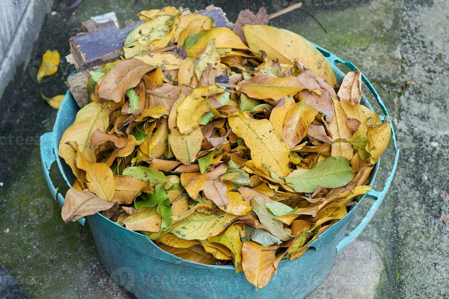 a broken old bucket full of wilted leaves photo