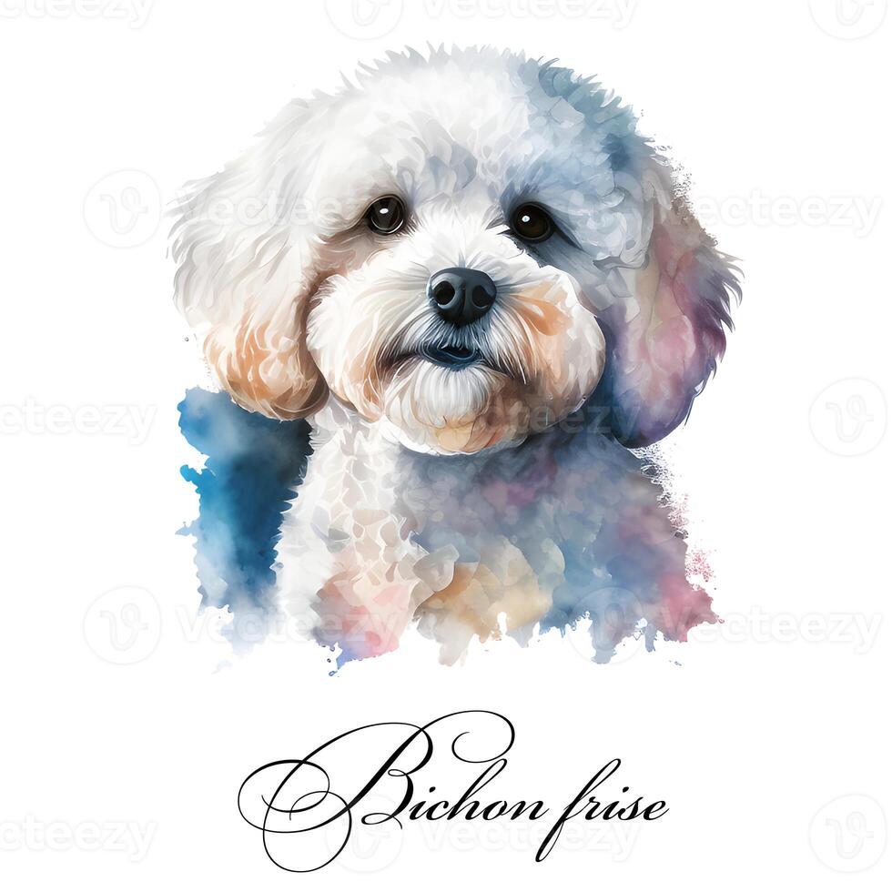 Watercolor illustration of a single dog breed bichon frise. Guide dog, a disability assistance dog. Watercolor animal collection of dogs. Dog portrait. Illustration of Pet. photo