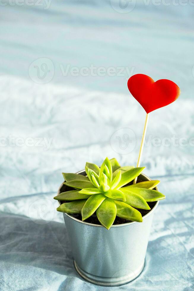 Succulent plant with red heart in steel pot on blue background. Valentine's Day concept. photo