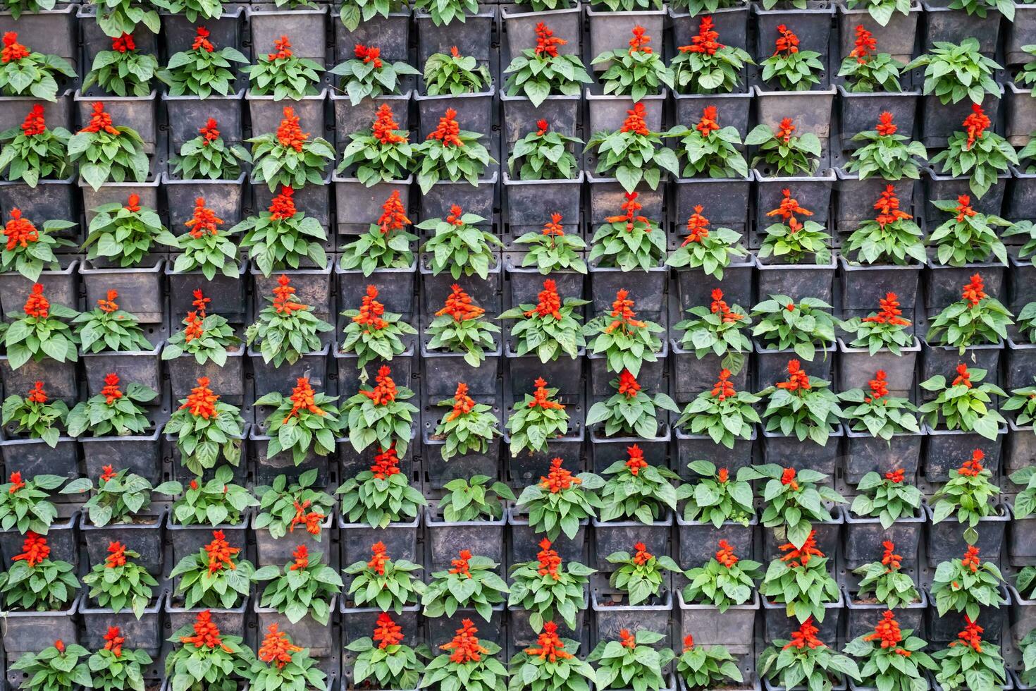 Wall of potted flowers. Decorating house by flowers, gardening concept. photo