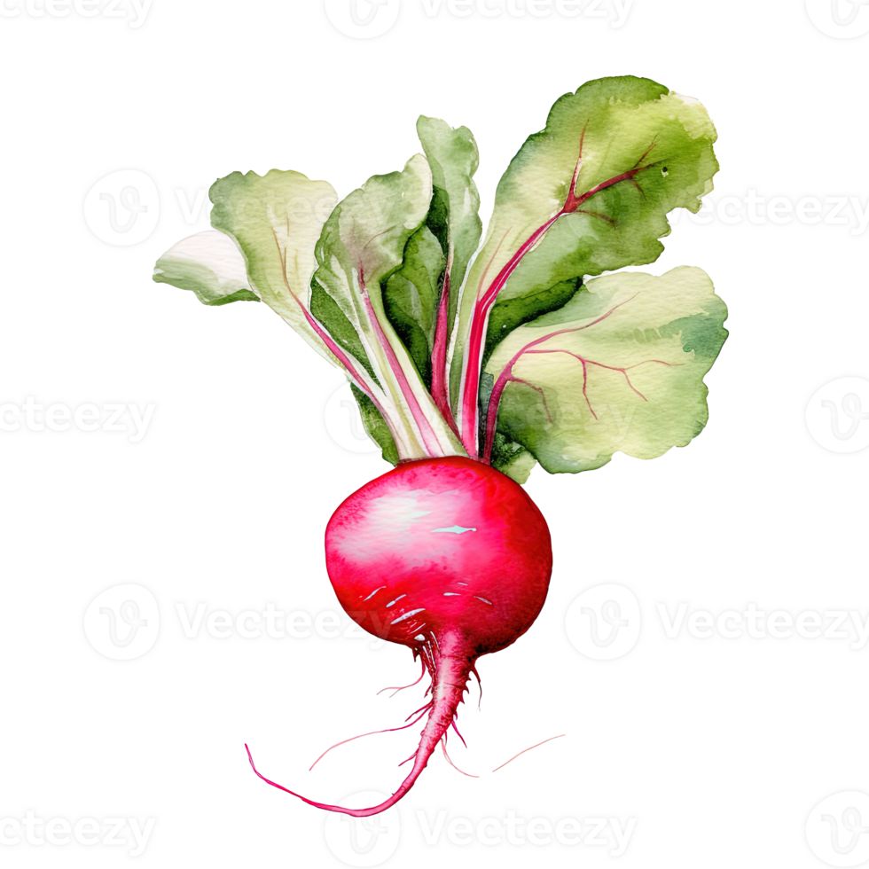 Watercolor radish isolated. Illustration png