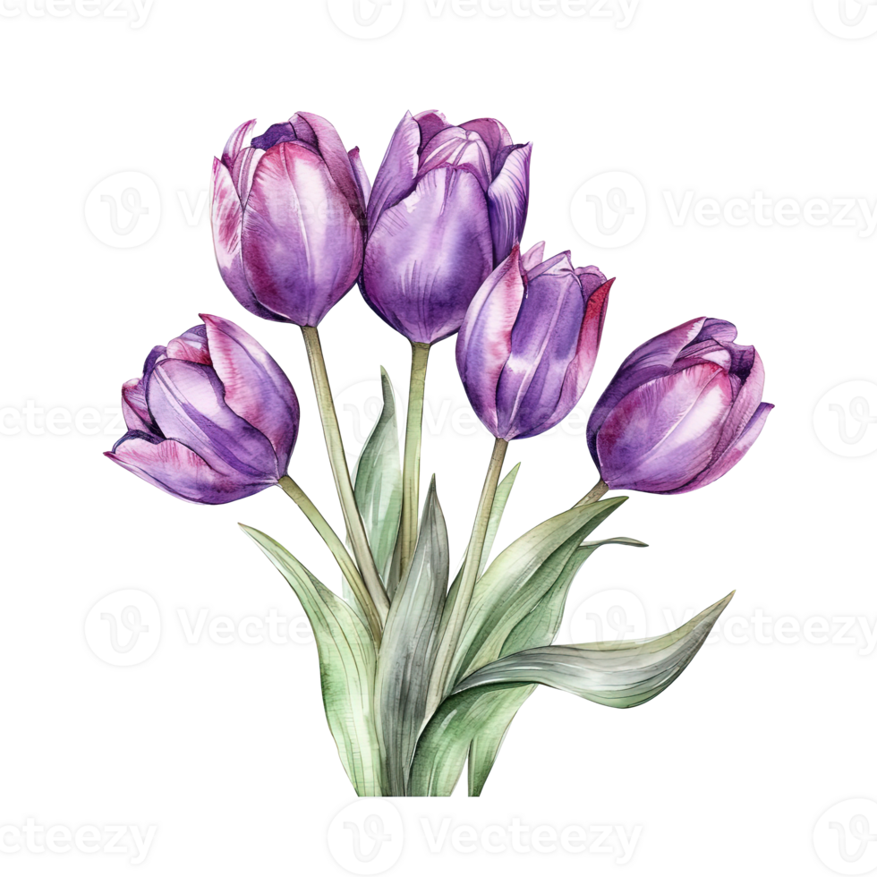 Violet watercolor tulips. Illustration png
