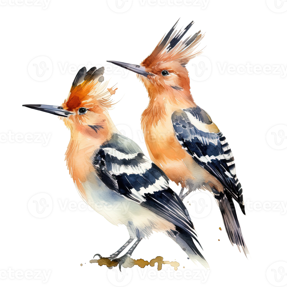 Two hoopoe birds. Illustration png