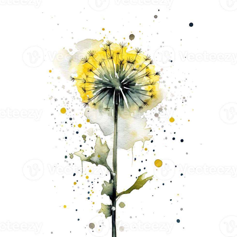 Watercolor dandelion flower. Illustration png