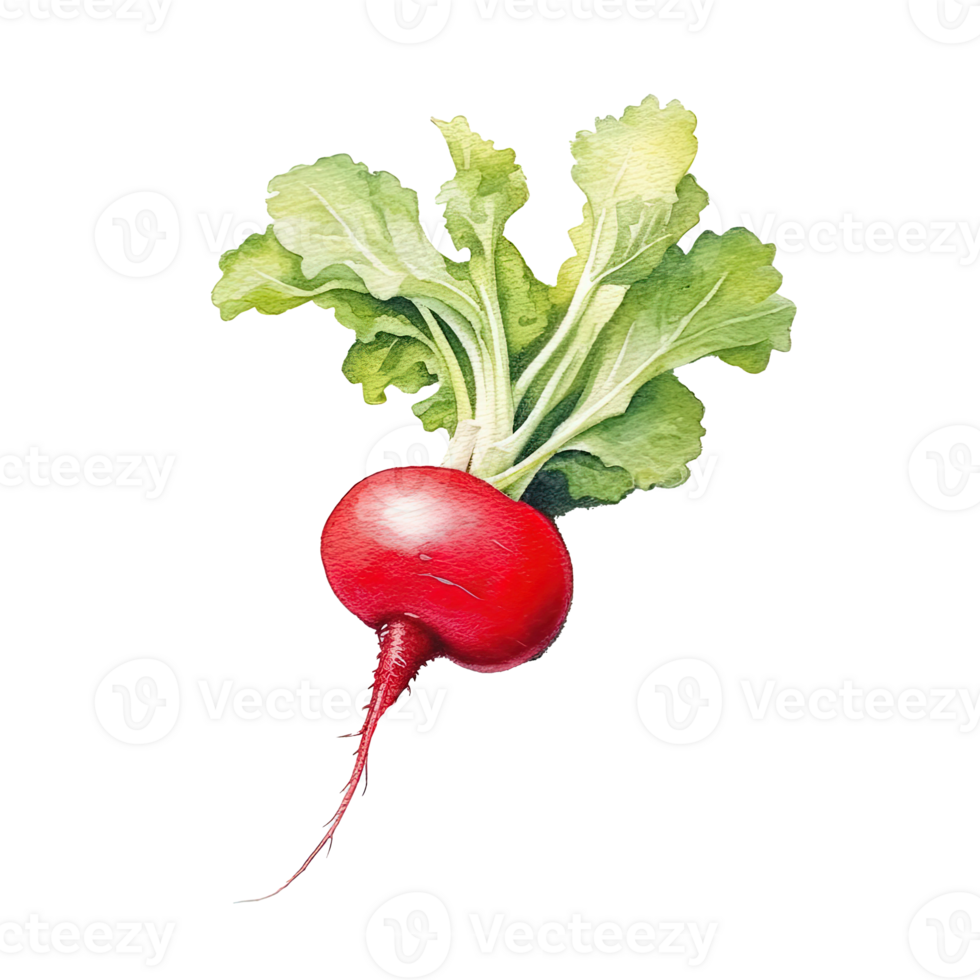 Watercolor radish isolated. Illustration png