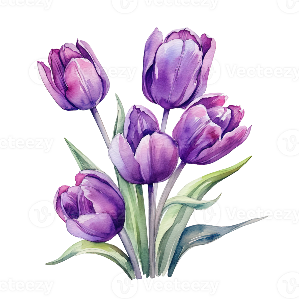 Violet watercolor tulips. Illustration png