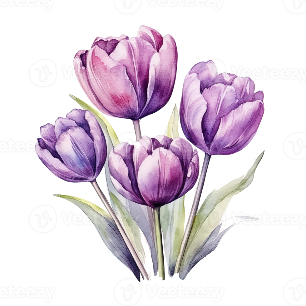 Violet watercolor tulips. Illustration png
