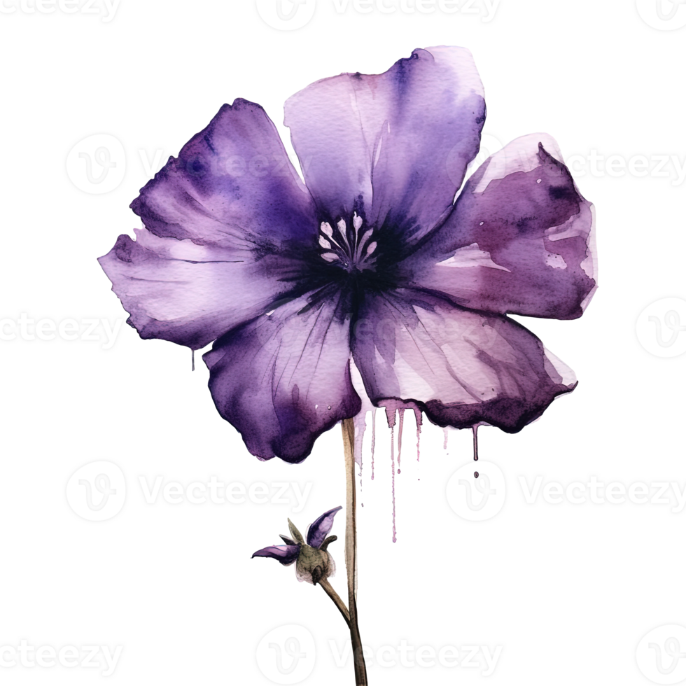 Violet watercolor flower. Illustration png