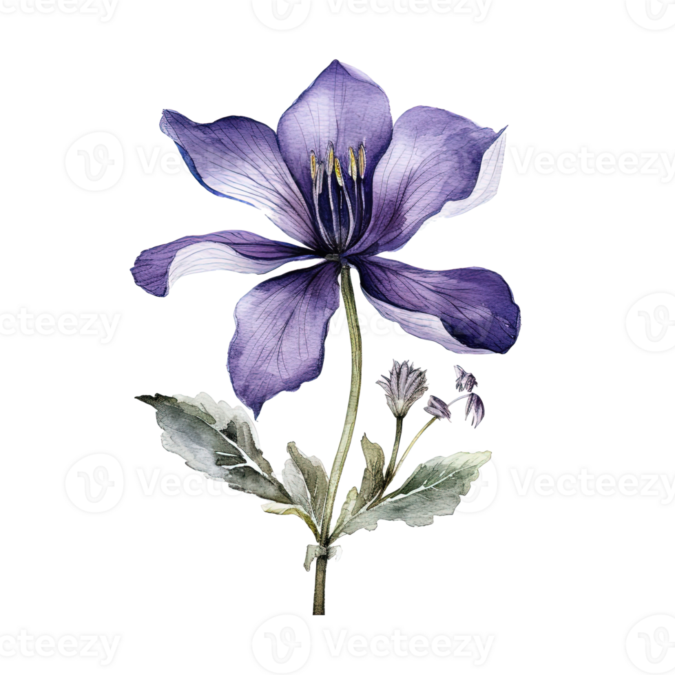 Violet watercolor flower. Illustration png