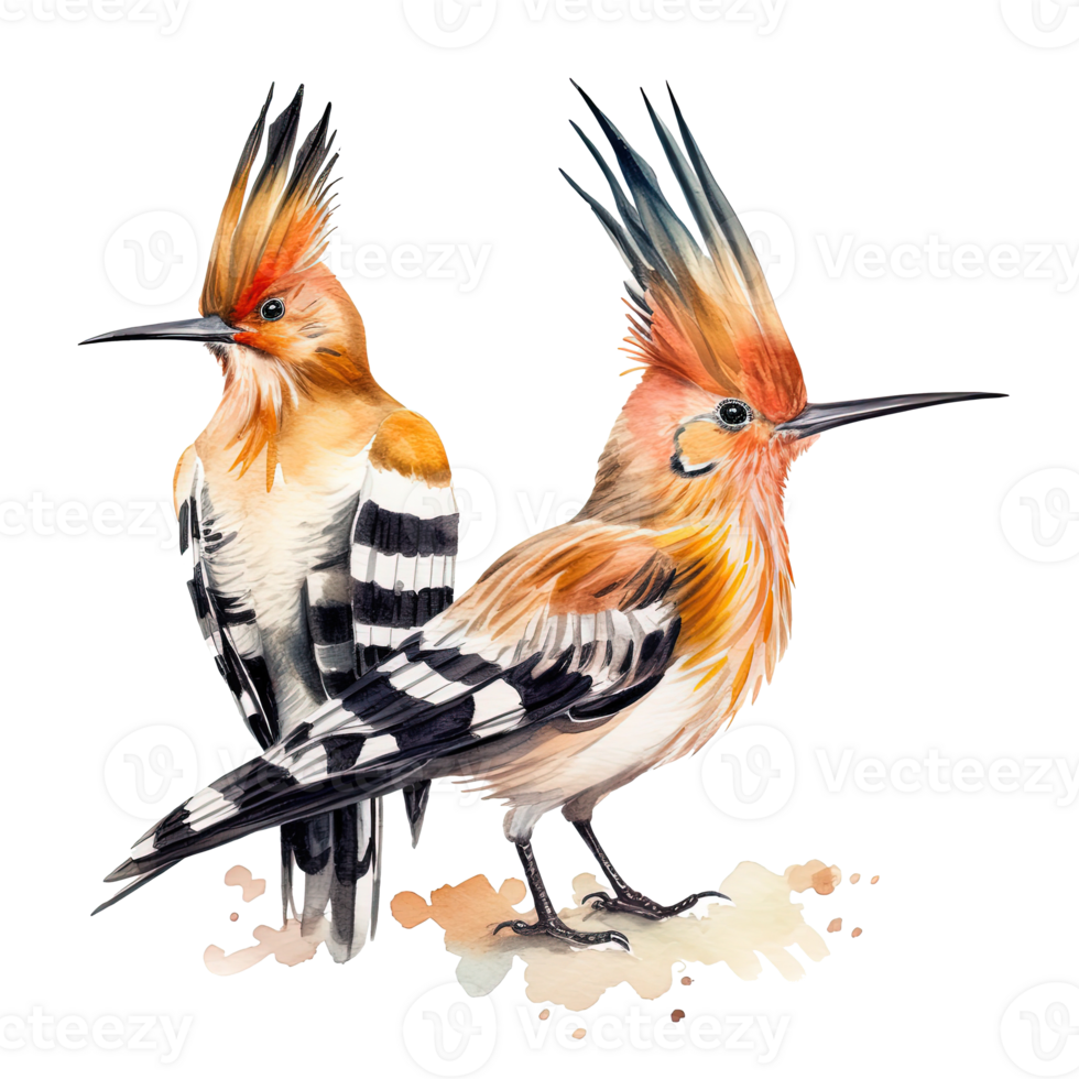 Two hoopoe birds. Illustration png