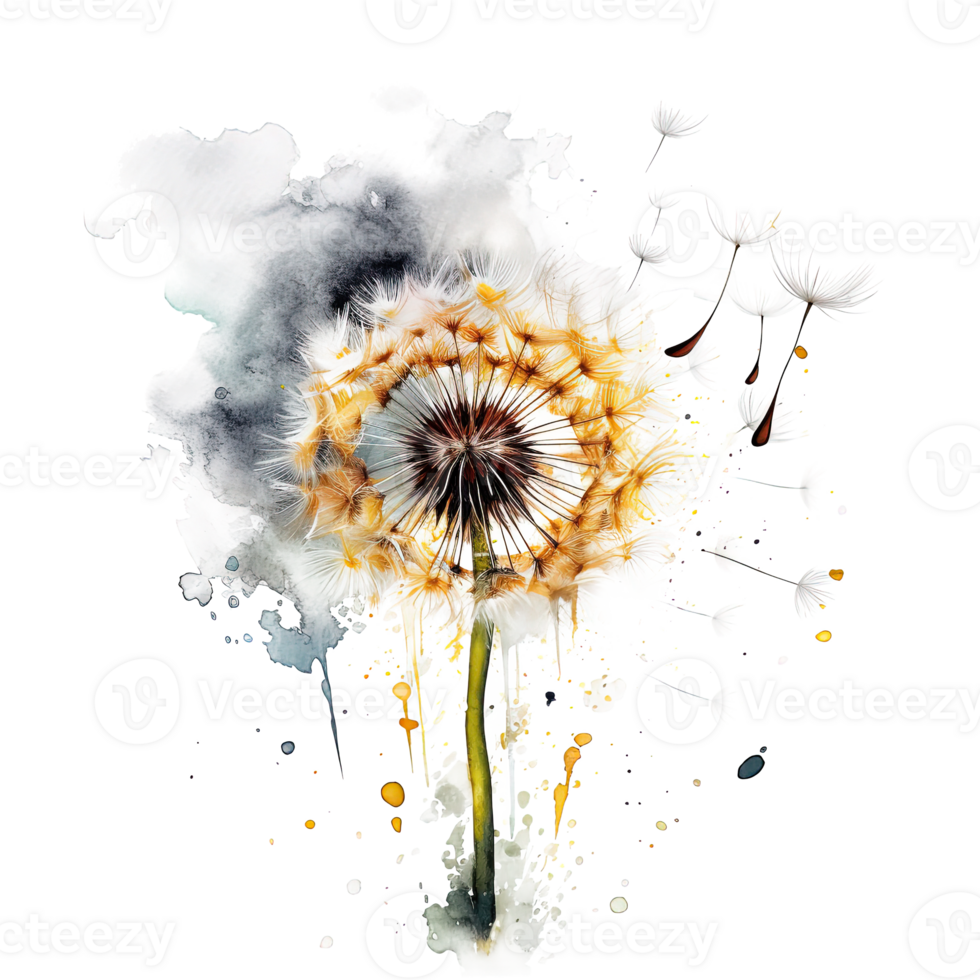 Watercolor dandelion flower. Illustration png