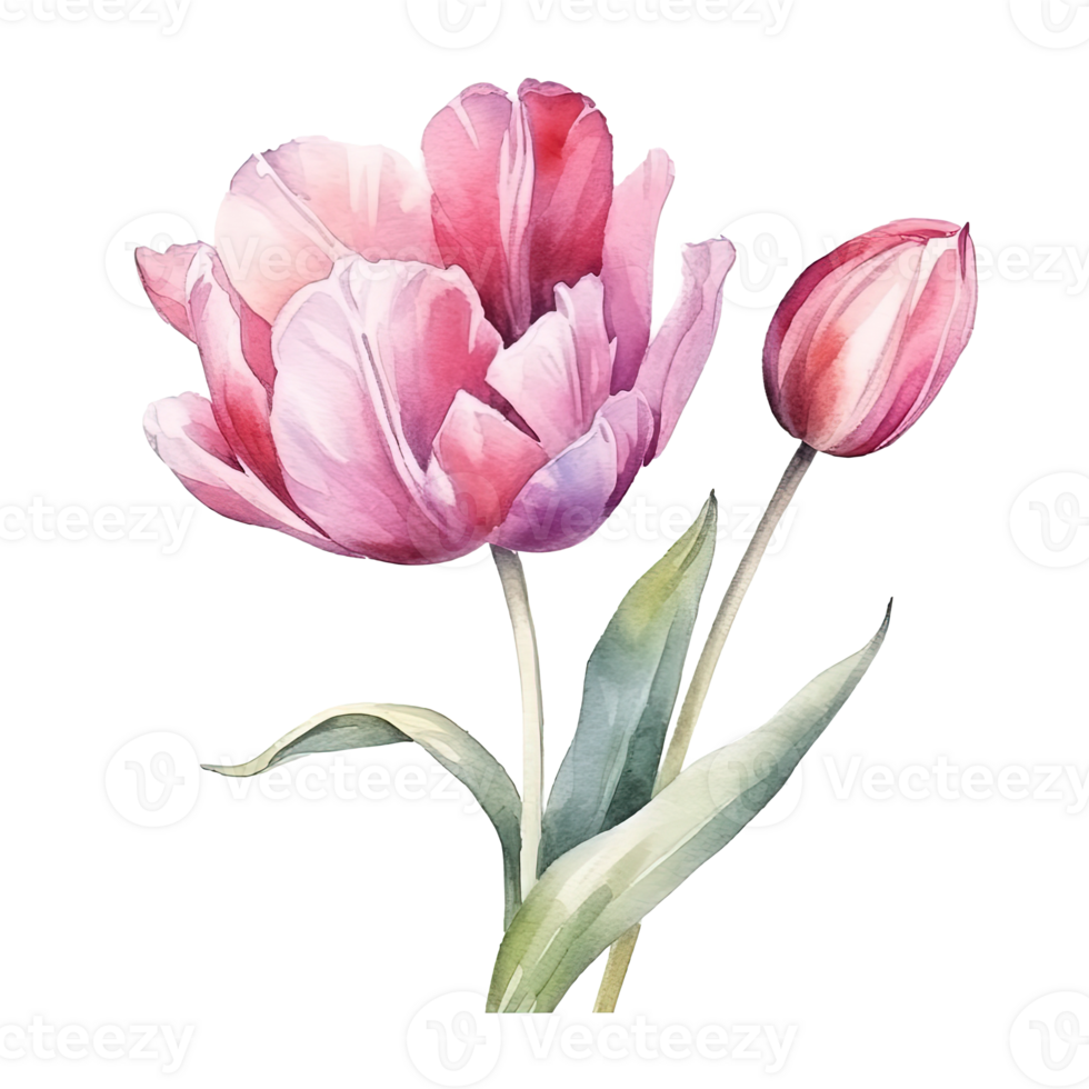 Watercolor tulip isolated. Illustration AI Generative 23853708 PNG