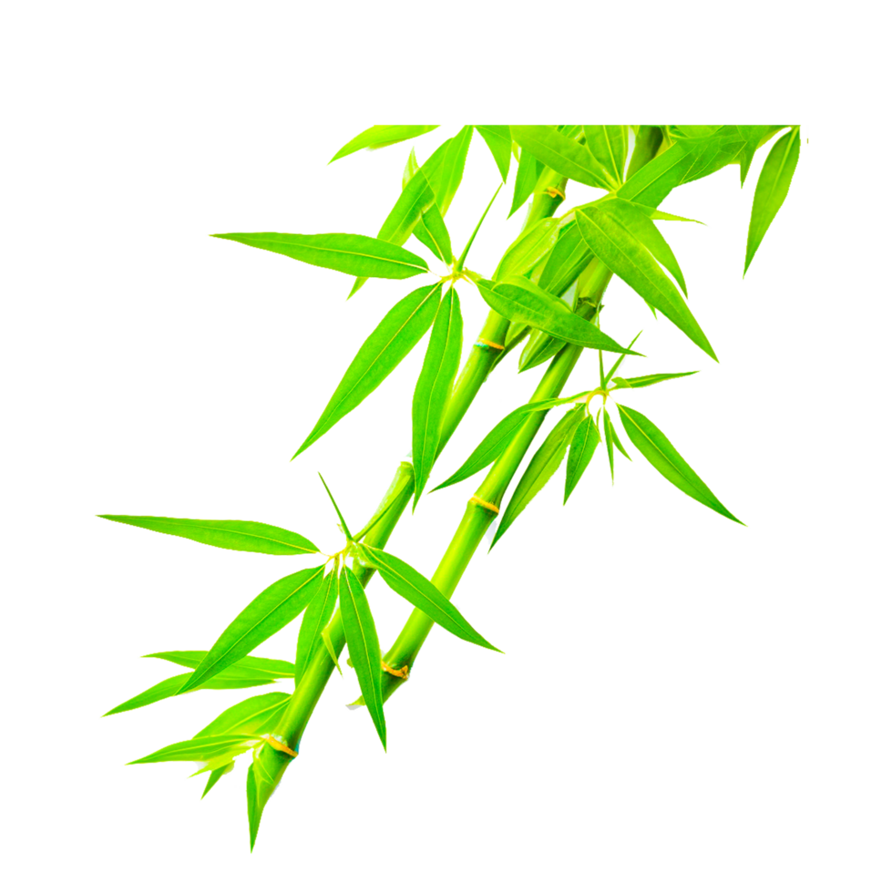 green bamboo illustration png