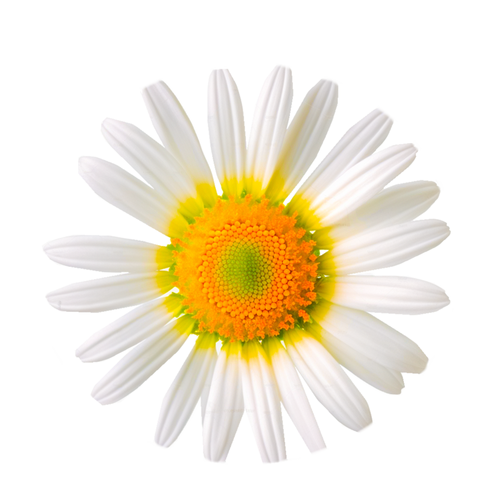 AI generative daisy flower png