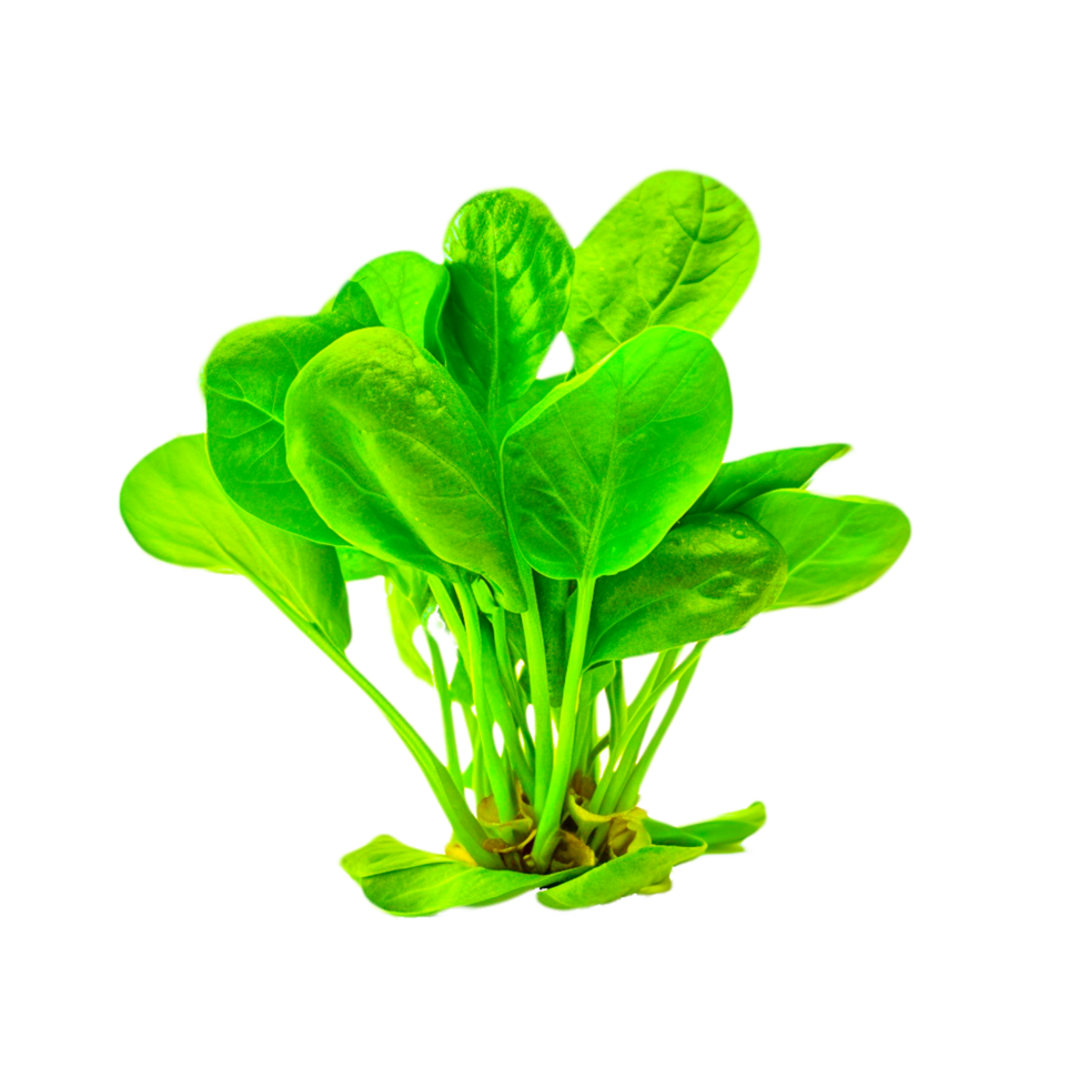 AI generative spinach png transparent