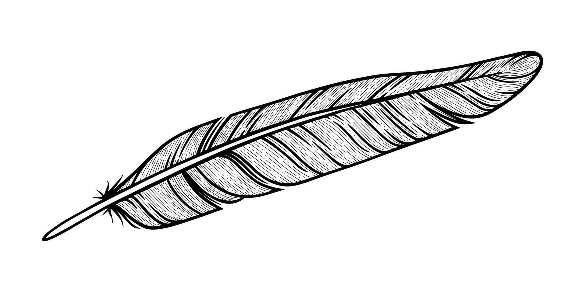 Bird feather sketch. Decorative feather isolated in white background. Vector illustration