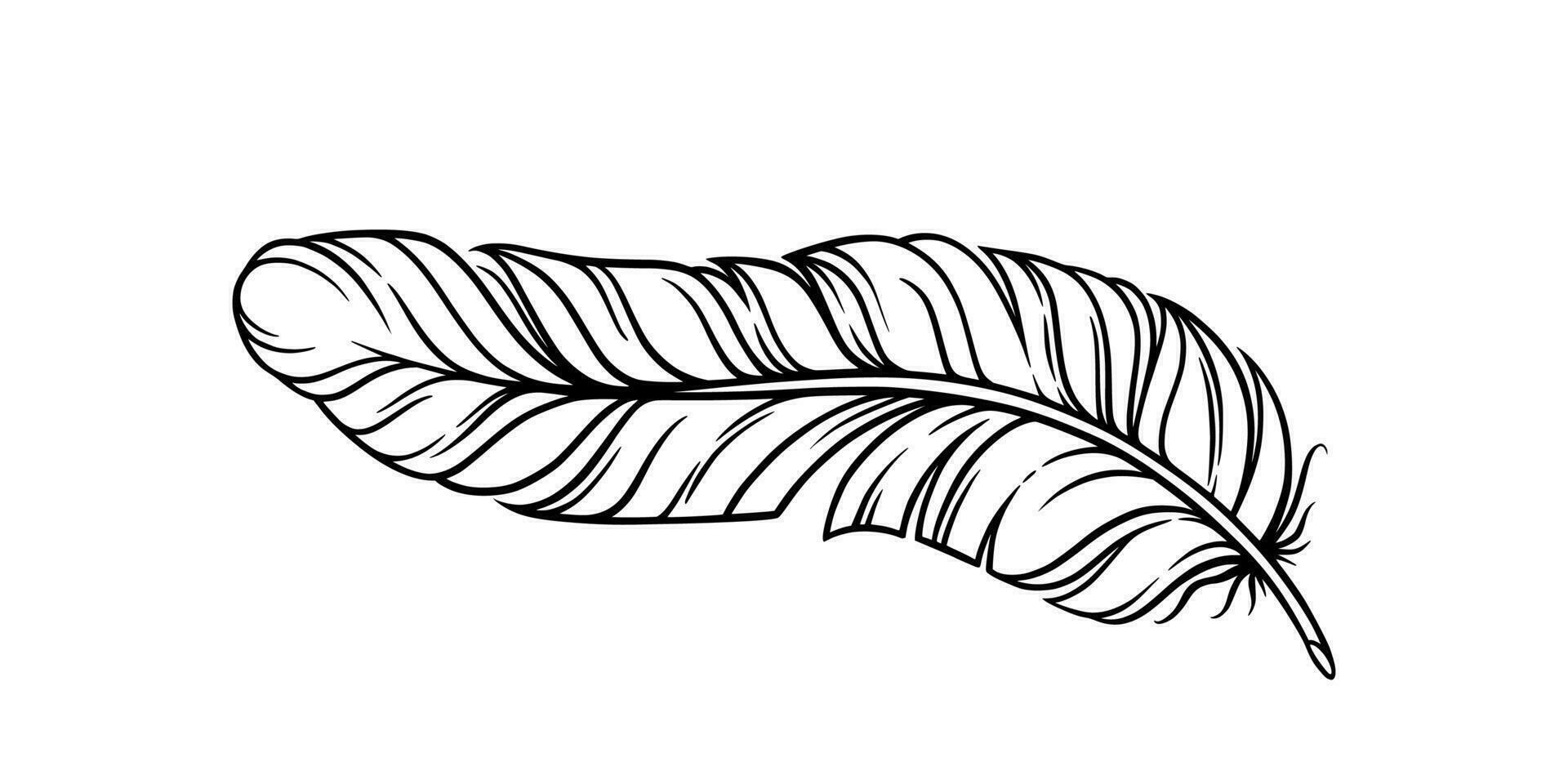 Bird feather for a quill. Curvy fluffy feather isolated in white background. Vector illustration