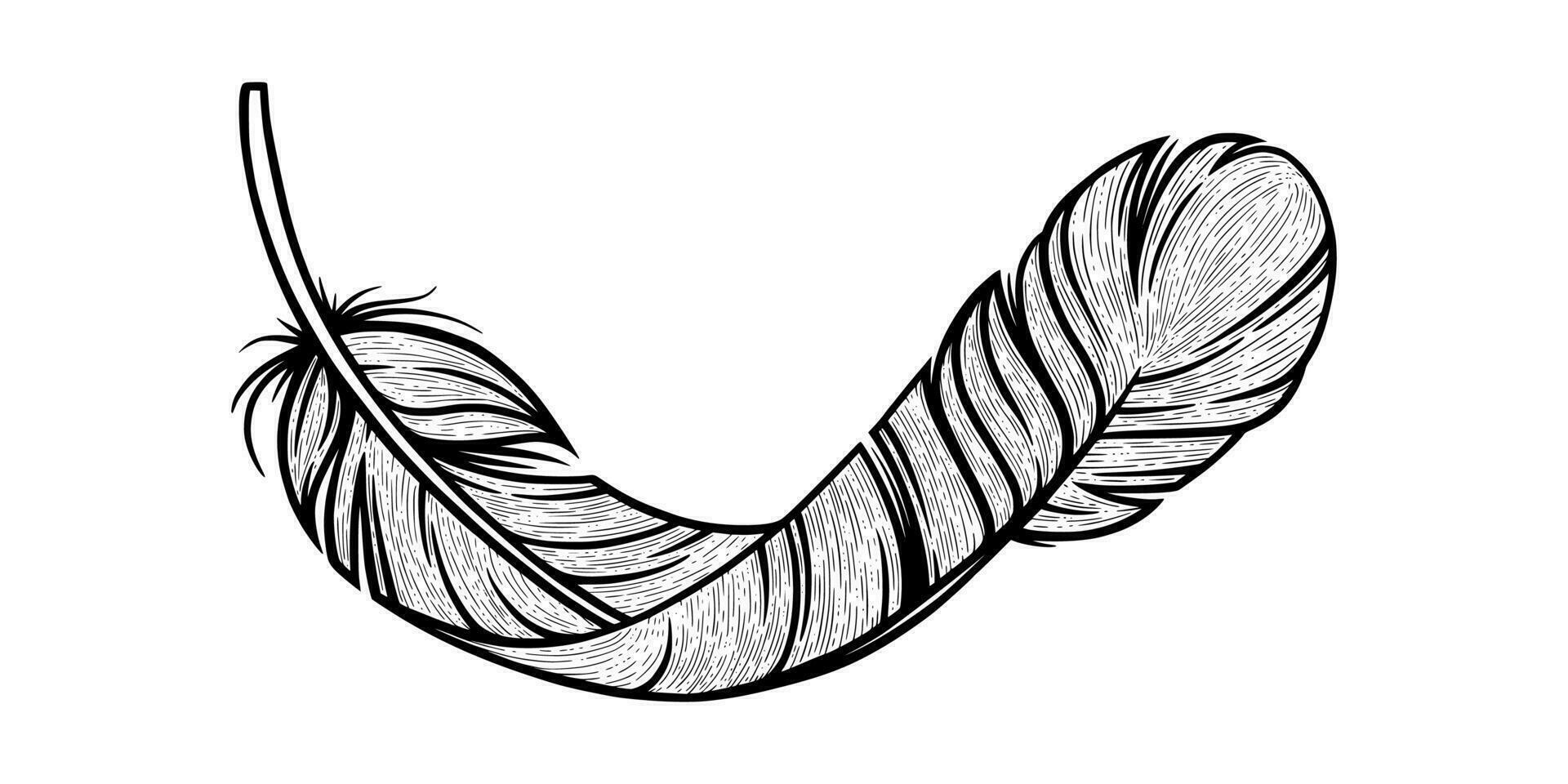 Bird feather sketch. Vintage decorative feather isolated in white background. Vector illustration