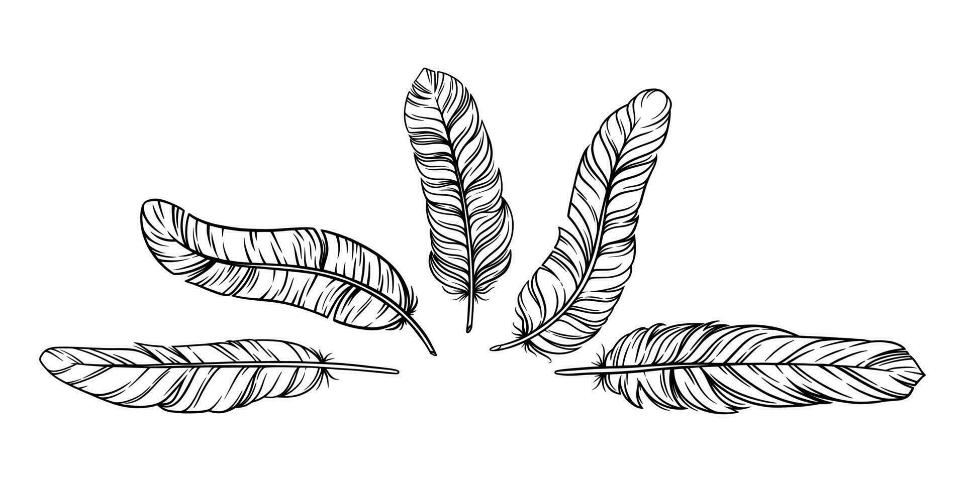 Feathers in boho vintage style. Set of tribal bird feathers isolated in white background. Vector illustration