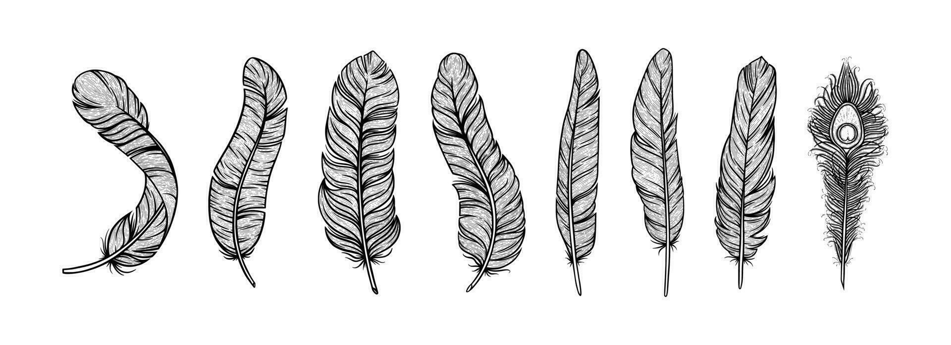 Feathers in ethnic style. Set of indian bird feathers with peackock one isolated in white background. Vector illustration