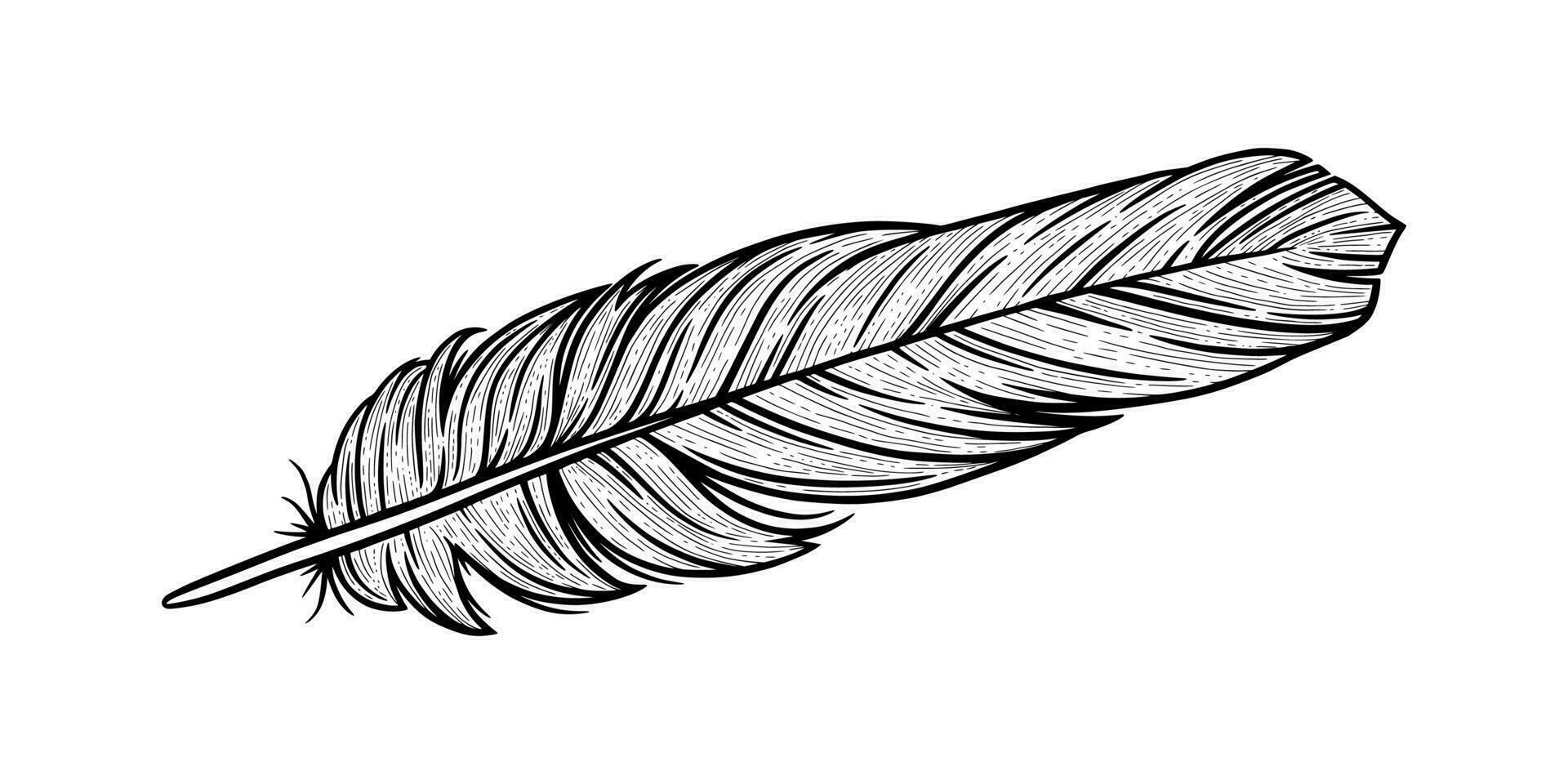 Bird feather sketch. Indian decorative feather isolated in white background. Vector illustration