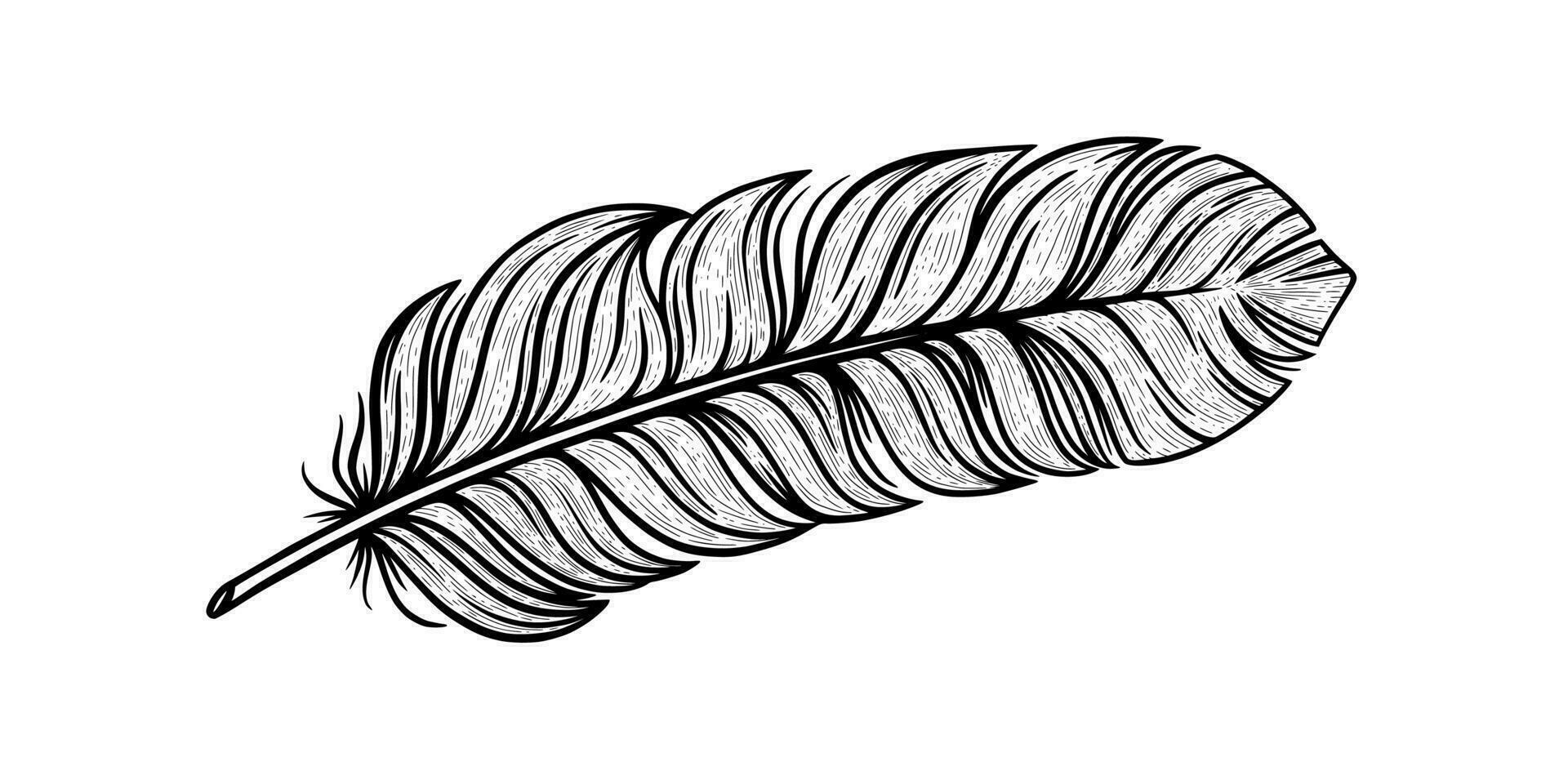 Bird feather sketch. Tribal decorative feather isolated in white background. Vector illustration