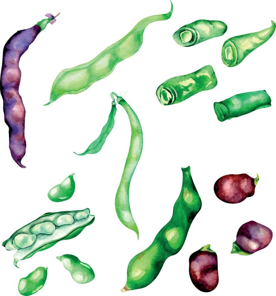 Red, green beans, haricot watercolor illustration isolated vector