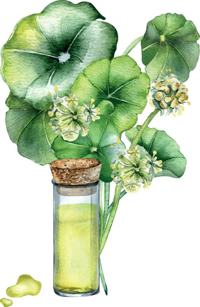 centella asiatica, esencial aceites acuarela ilustración aislado en blanco. centella, te tengo kola herbario plantas, reajuste salarial mano dibujado. diseño elemento para paquete, etiqueta, envase, herbario plantas colección vector