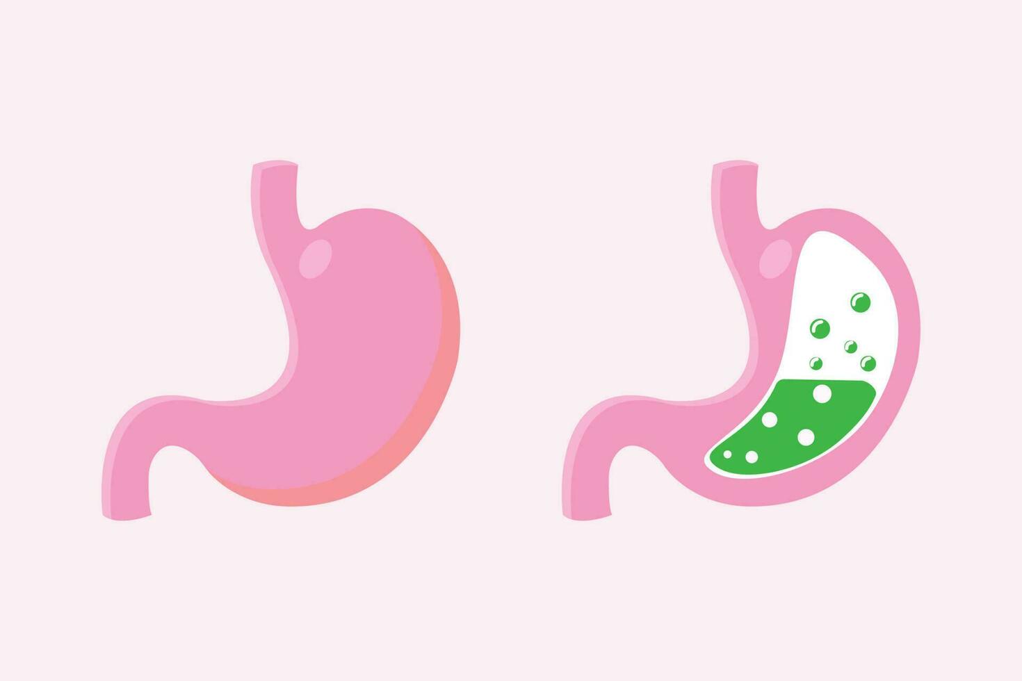 cross section of humans stomach illustration, for sains education. eps 10. vector