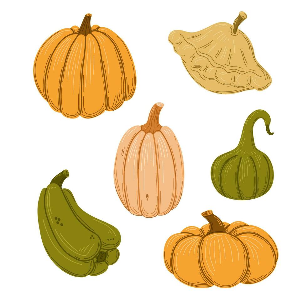 Autumn squashes and pumpkins. Hand drawn vector set.