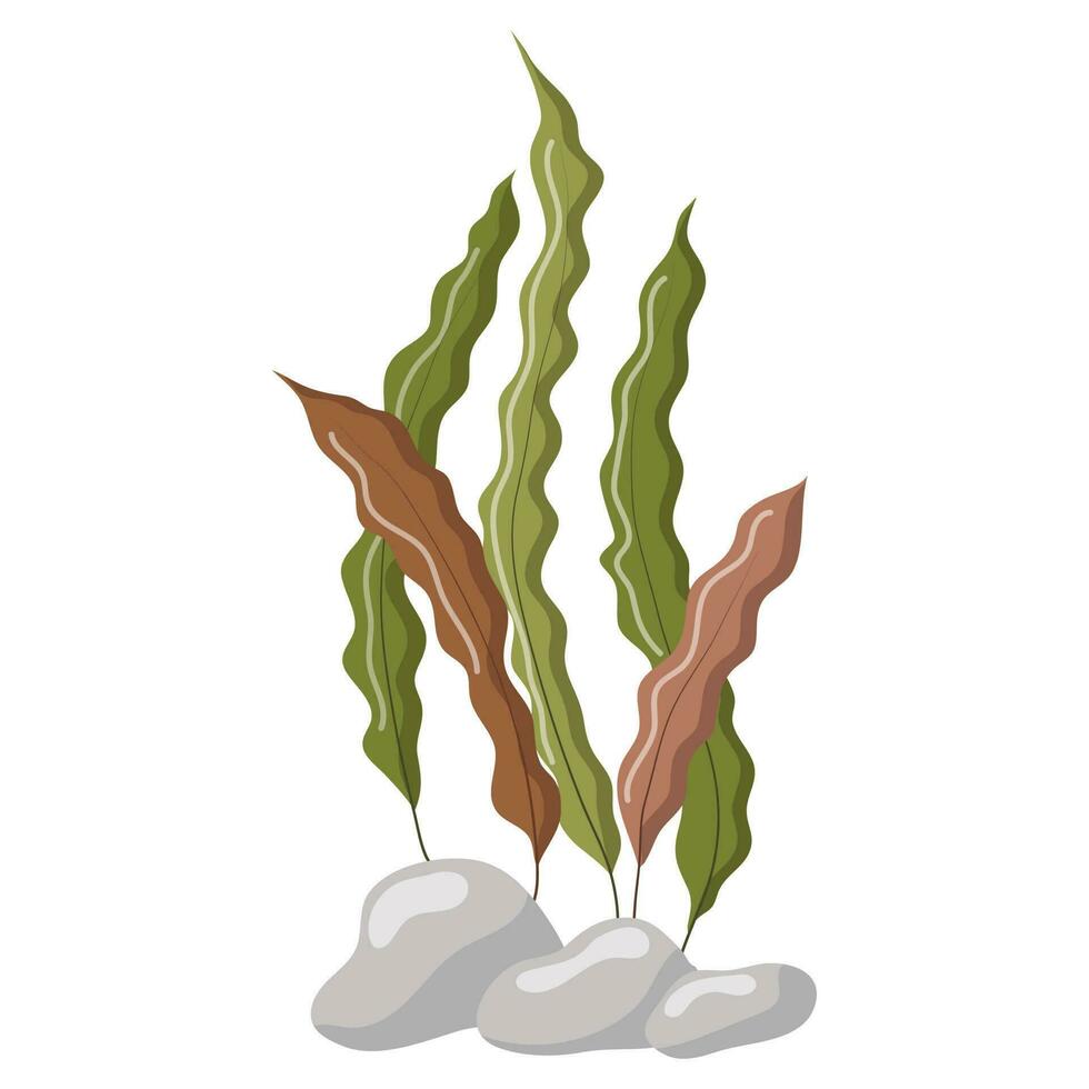 Vector illustration of long green and brown algae isolated on a white background. Aquarium grass on rocks.